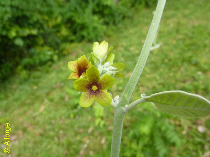 Apocynaceae-asclep., Pervillea brevirostris